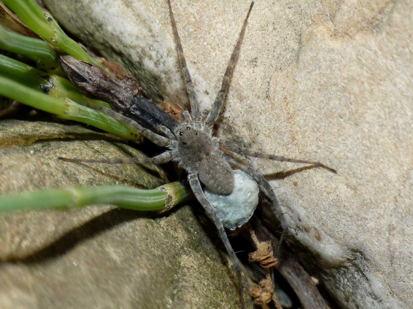 Piccolo Lycosidae di fiume: Pardosa wagleri